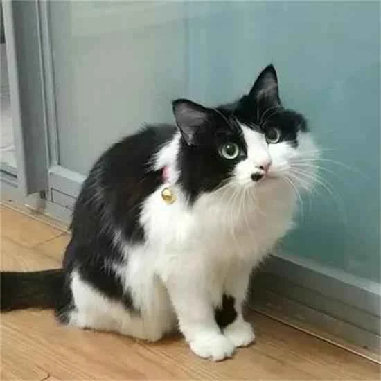 What causes a cat's nose to become dry and cracked?