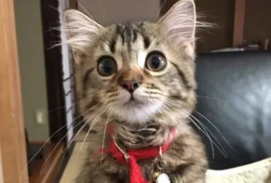 Signs of impending birth in a cat's first litter