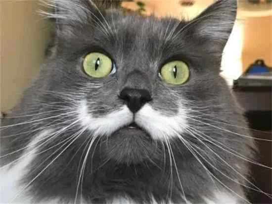 What happens if a cat's whiskers are cut?