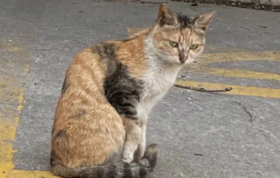 What are the black spots on a cat's tail?