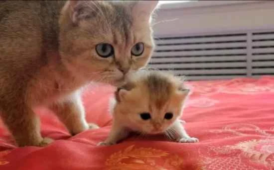 What causes diarrhea in cats after eating canned food?