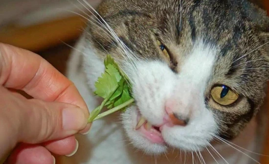 Can catnip be given directly to cats?