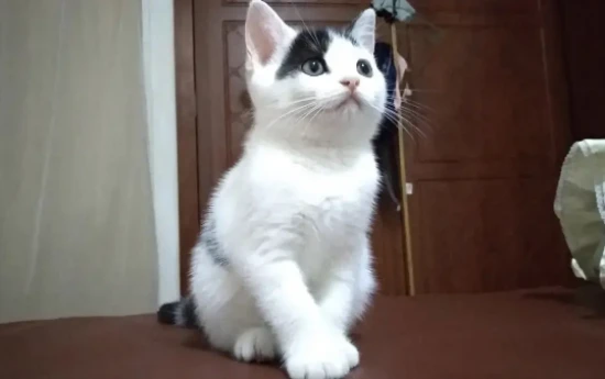 Can kittens eat chicken breast?