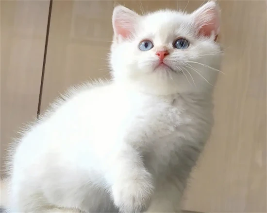 Do cats have belly buttons?