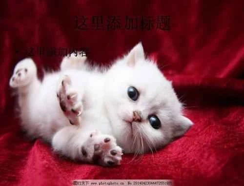 Why does my cat have bad breath? Cats can get cavities too!