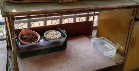 如何科学投喂流浪猫？看这一篇就够了！