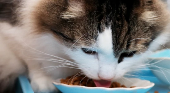 What to do if your cat only eats cat food and won't eat anything else?