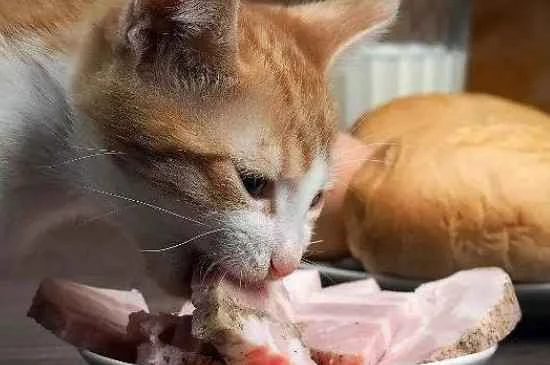 How to choose the right food bowl for your cat