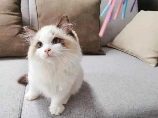 Avoid these causes if your cat has liver problems.