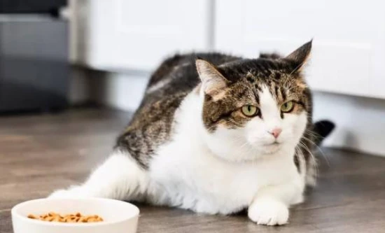 My cat has a poor appetite? What could be the reason?