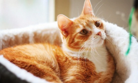 What to pay attention to when changing cat food