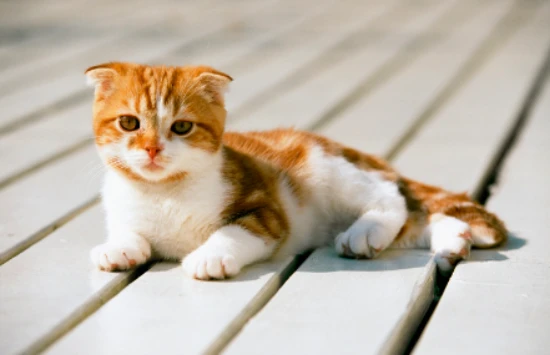 Several types of cats are more loyal than dogs; as long as you don't abandon them, they're willing to stay with you for life.