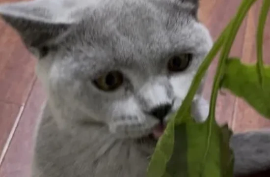 猫咪所需蔬菜排行榜！有你常给猫吃的菜吗？