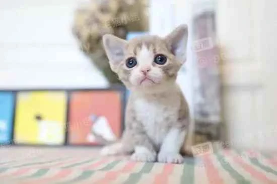 Why do cats keep meowing at night?