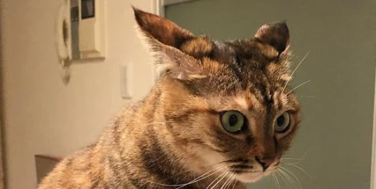 What do cat airplane ears represent?