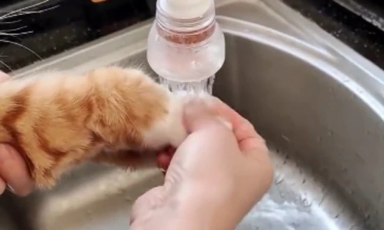 Do cats need to wash their paws when they're dirty?