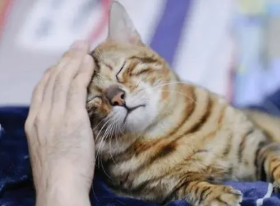 Why does the cat keep rubbing against me?