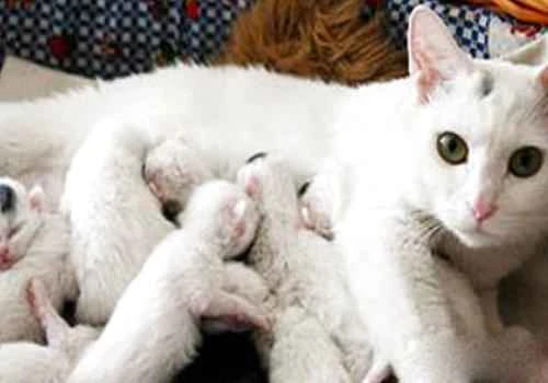 Why can't you watch a cat give birth to kittens?