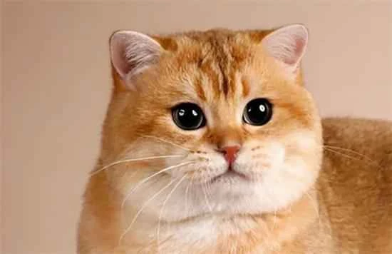 What are the personality traits of a Scottish Fold cat?