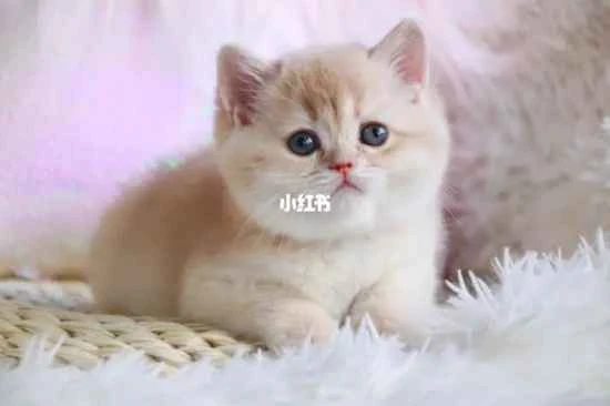 What should I do if my newborn kitten refuses to drink milk from a syringe?