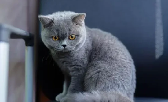 When is the best time to vaccinate a kitten?