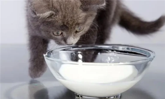 Is it okay for cats to drink milk?
