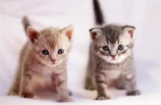 How to feed a two-month-old kitten