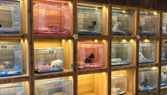 How lucky is it to open a shop and raise cats?