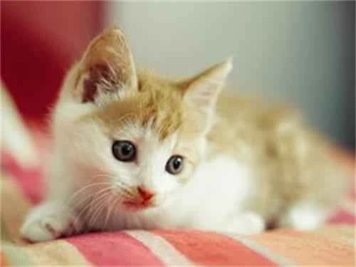 Why does my cat lick its fur more frequently?