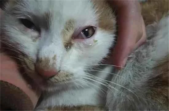 Why is my cat's eye tearing up and unable to open?