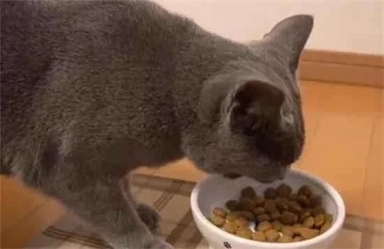 What can cats eat to gain weight?