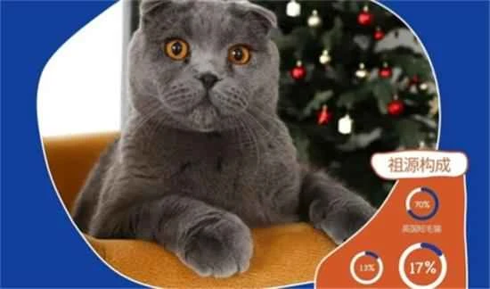 Why is my Scottish Fold blue cat's fur turning yellow?