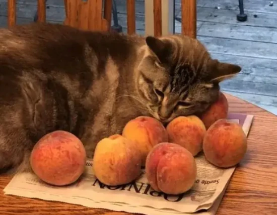 Can cats eat peaches?