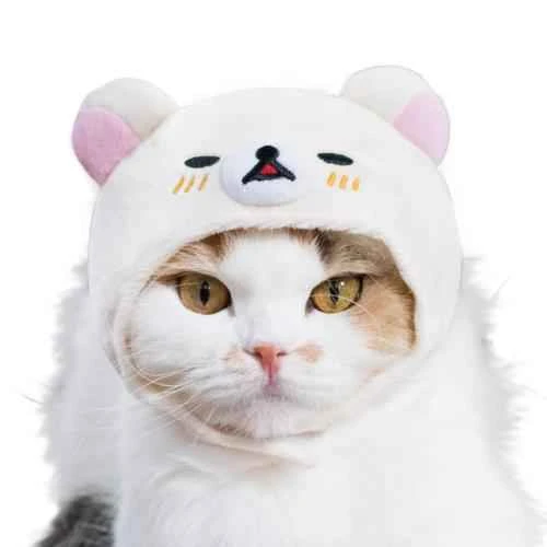 What are the signs of internal organ damage in cats?