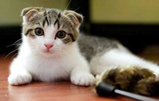 How to keep cat food fresh?