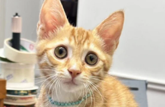 Complete Guide to Cat Care: 96 Little-Known Facts About Cat Life