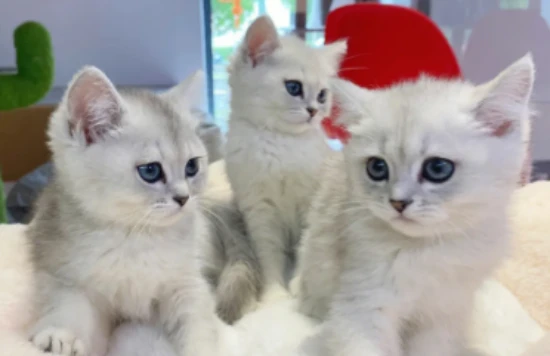 When will silver shaded hair develop cheeks?