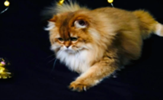 What are the signs of a heart problem in a cat?