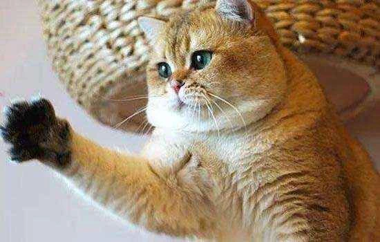 Why do cats like to tear up and eat cardboard boxes?