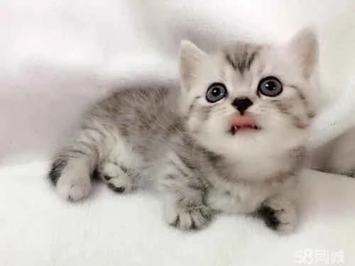 What are the dietary restrictions for cats?