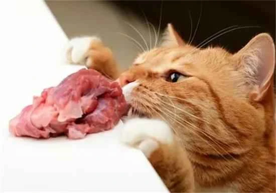 What do cats like to eat?