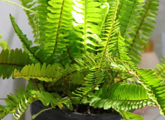 Plant selection for cat-owning families 养猫家庭的绿植选择