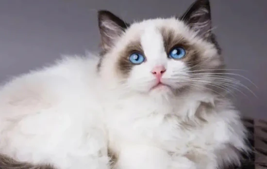 When does the Ragdoll cat's shedding season end?