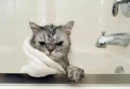 At what age can a cat take a bath?