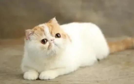 Why do cats have their paw fur shaved?