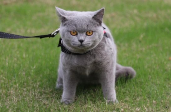 Why do my cats have so much eye discharge?