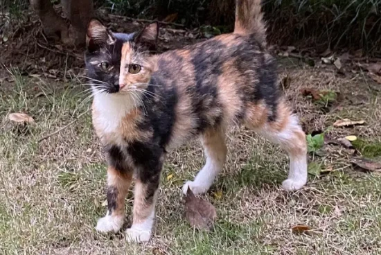 Is it normal for a cat to drool, especially if it's clear and doesn't smell?