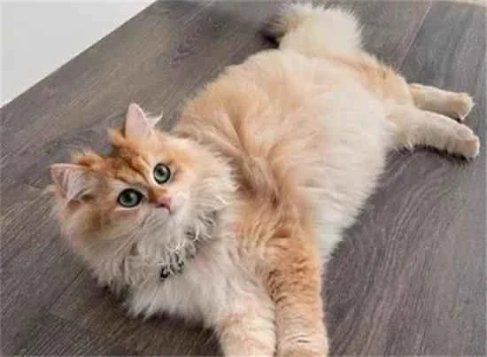 When do cats typically shed their fur?