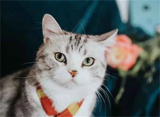 Why does a cat arch its back when you touch it?