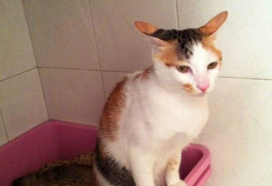 How can I get my cat to drink water on its own?